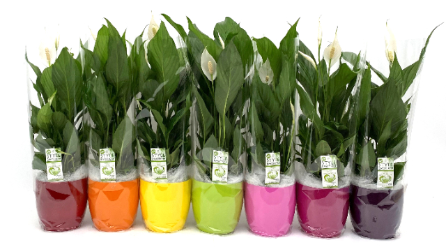 Picture of SPATHIPHYLLUM IN COLOURED CERAMIC