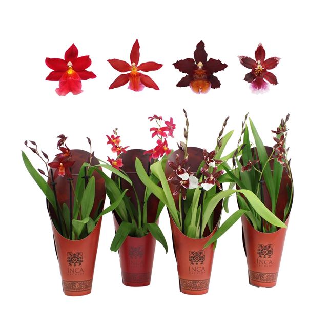Picture of CAMBRIA 02-STEM RED BEAUTY MIX IN CONE