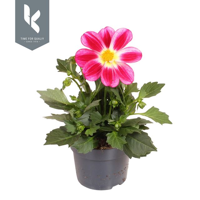 Picture of Dahlia summerbees purple bicolor