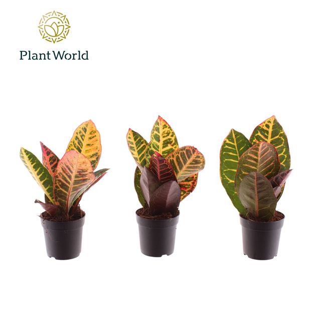 Picture of CODIAEUM PETRA