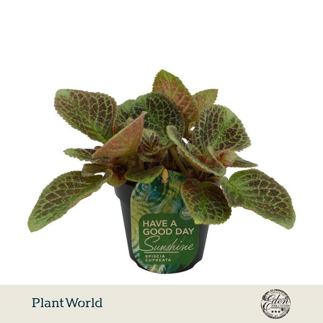 Picture of Episcia cupreata shimmer