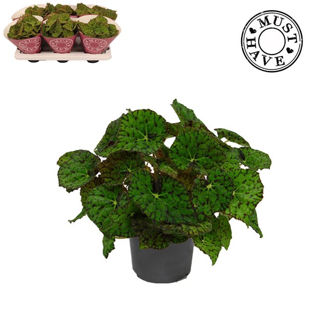 Picture of Begonia rex lime fever