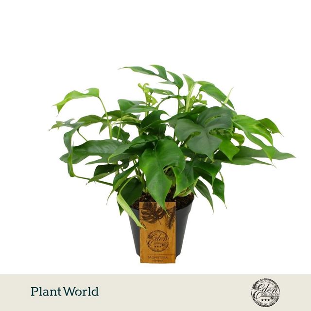 Picture of Monstera deliciosa minima