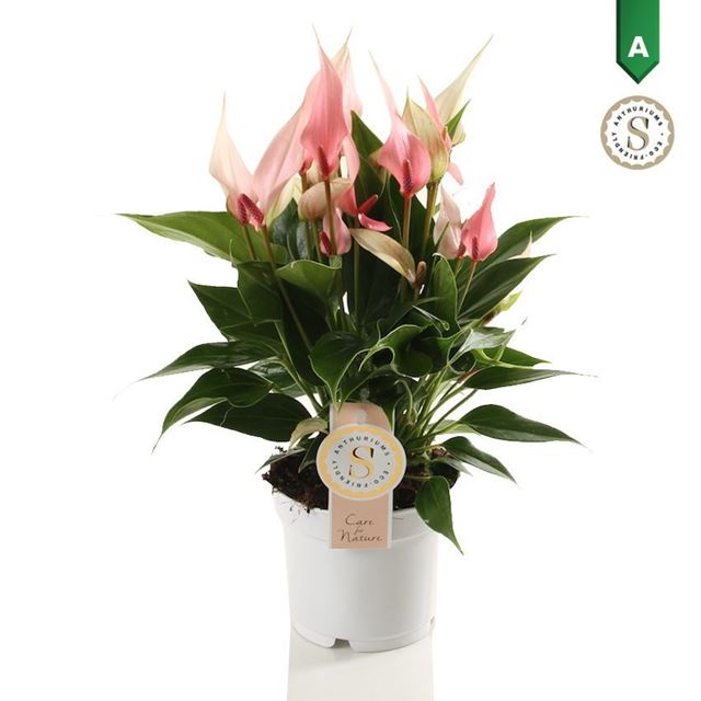 Picture of Anthurium andraeanum lilli