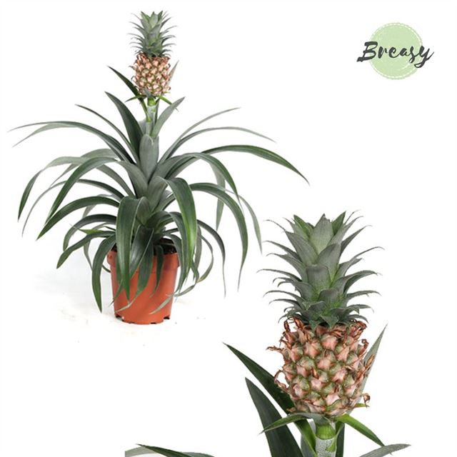 Picture of ANANAS COMOSUS MI AMIGO