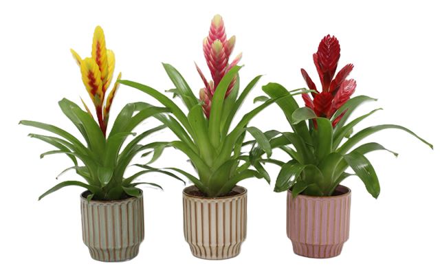 Picture of Vriesea sensation mix in ceramic