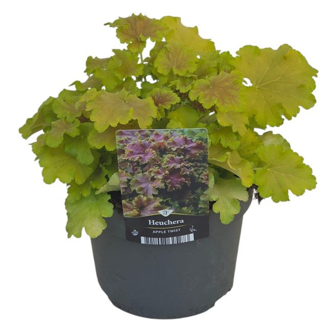 Picture of Heuchera electric plum