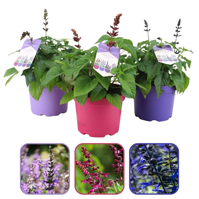 Picture of Salvia salgoon mix