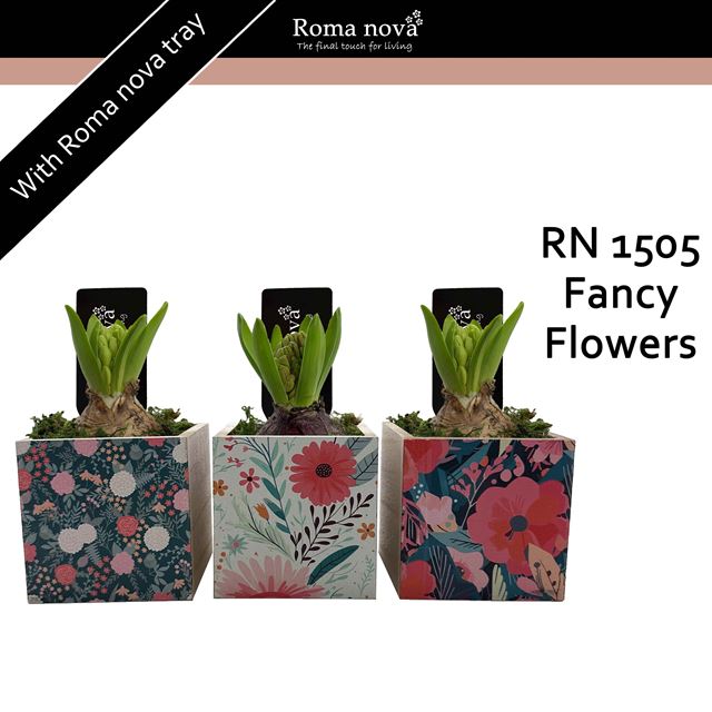 Picture of Hyacinthus 01bulb wood fancy flowers