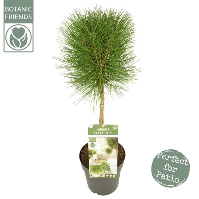 Picture of PINUS NIGRA SUMMER BREEZE ON STEM