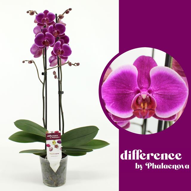 Picture of PHALAENOPSIS 02-STEM DURBAN