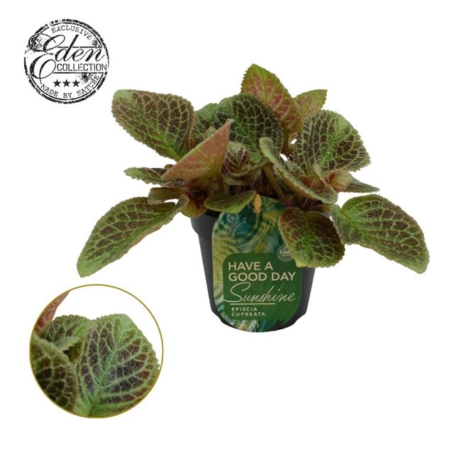 Picture of Episcia cupreata shimmer