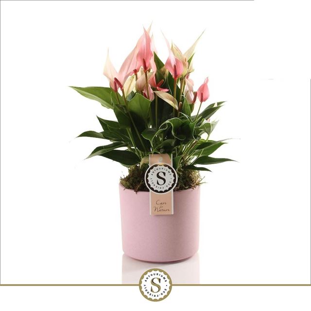 Picture of ANTHURIUM ANDREANUM LILLI IN CERAMIC