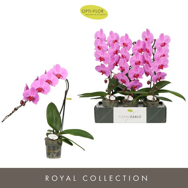 Picture of PHALAENOPSIS 01-STEM FORMIDABLO HAVASU FALLS