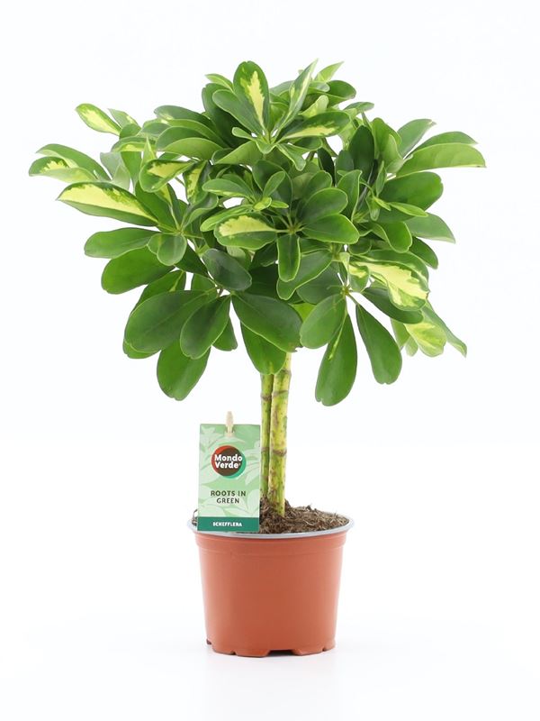 Picture of Schefflera arboricola gold capella 02pp