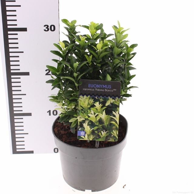 Picture of Euonymus japonica paloma blanca