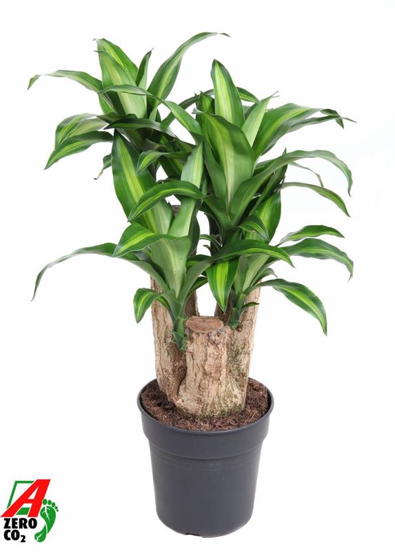 Picture of Dracaena fragrans massangeana branched