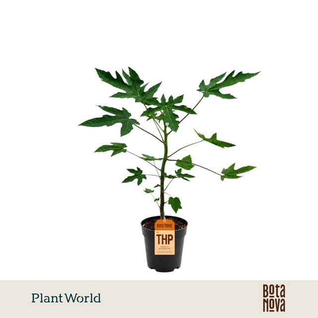 Picture of Carica papaya