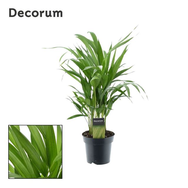 Picture of DYPSIS LUTESCENS