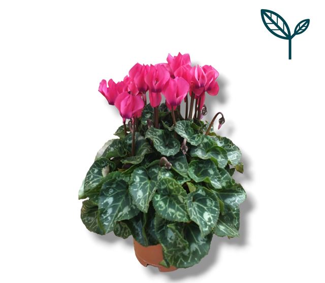 Picture of CYCLAMEN PERSICUM PINK