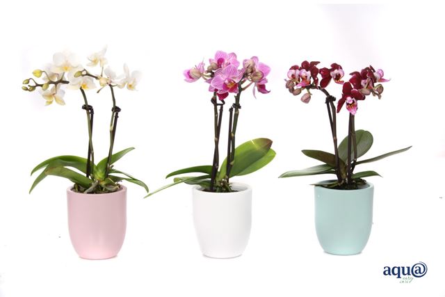 Picture of PHALAENOPSIS 02-STEM MINI MIX IN PASTEL CERAMIC