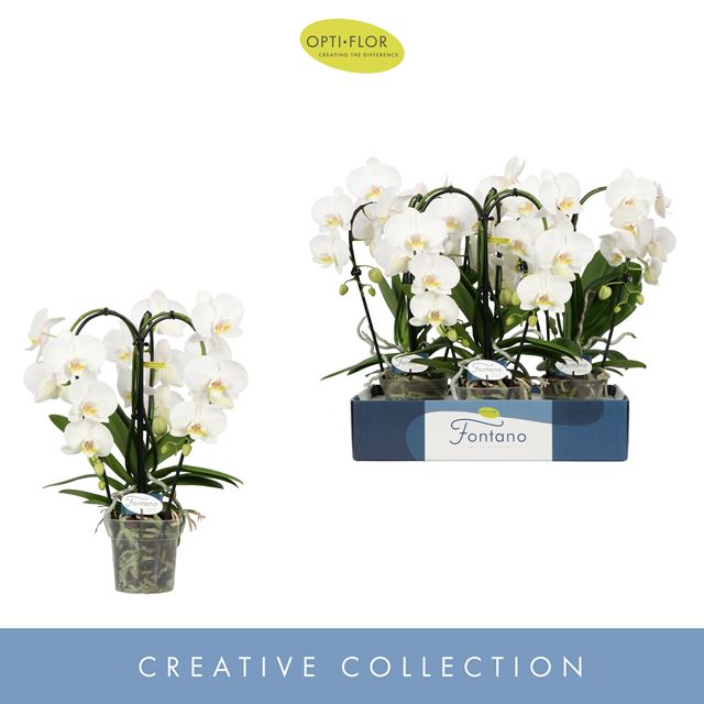 Picture of PHALAENOPSIS 03-STEM FONTANO BELLAGIO