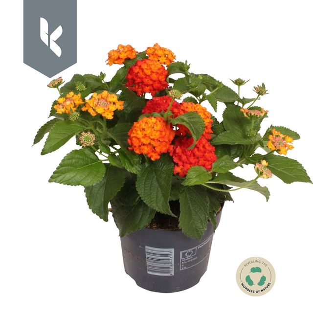 Picture of Lantana camara havana orange