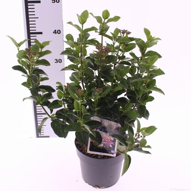 Picture of Viburnum tinus lisarose