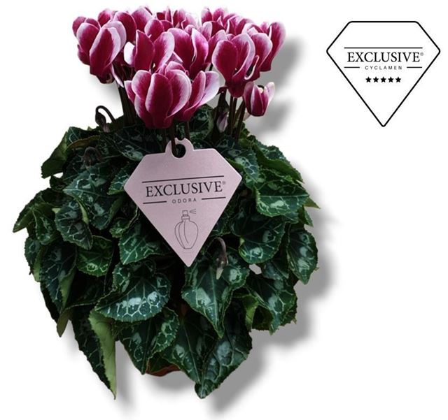 Picture of CYCLAMEN PERSICUM EXCLUSIVE ODORA