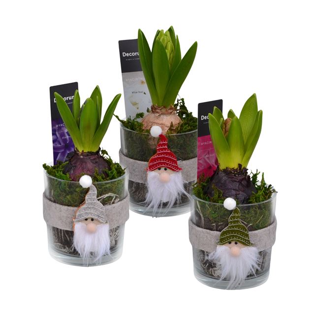 Picture of HYACINTHUS 01BULB GLASS GNOME