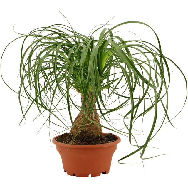 Picture of Beaucarnea recurvata nolina straight stem