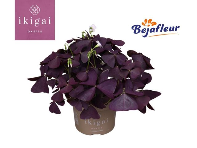 Picture of OXALIS TRIANGULARIS RED LEAVED