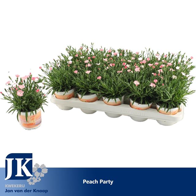 Picture of Dianthus caryophyllus peach party