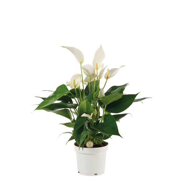 Picture of ANTHURIUM ANDRAEANUM MILLE FLEURS CAVA
