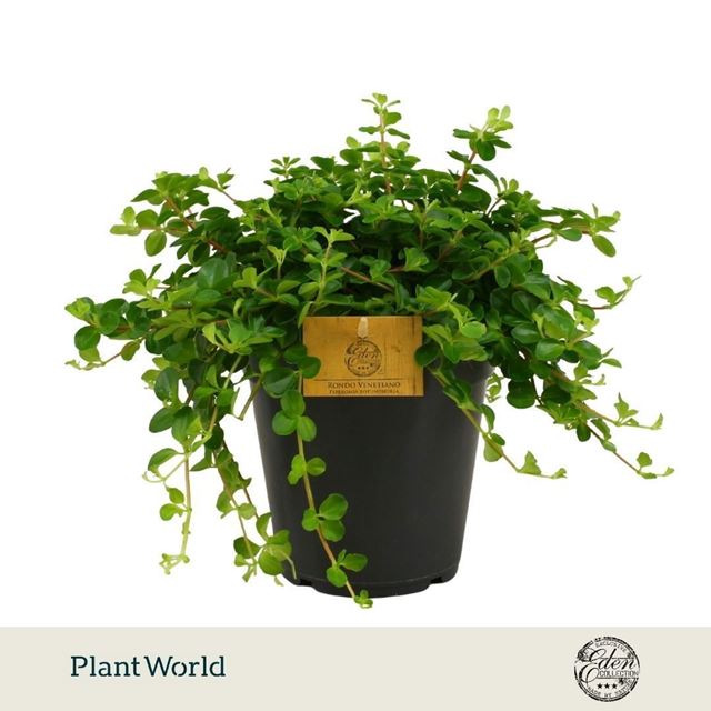 Picture of Peperomia rotundifolia