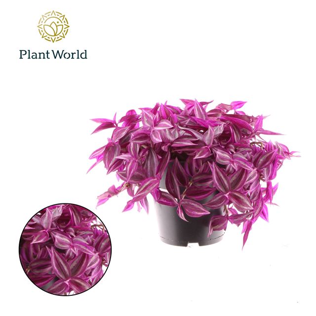 Picture of TRADESCANTIA PINK PARADISE