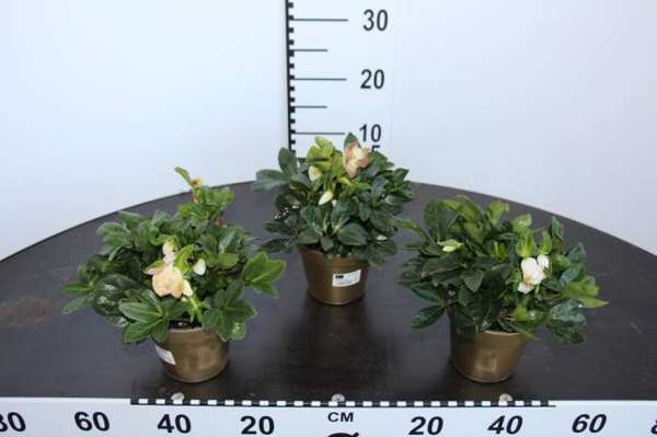 Picture of HELLEBORUS NIGER GOLD LINE