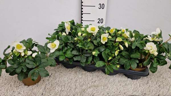 Picture of HELLEBORUS NIGER GOLD LINE