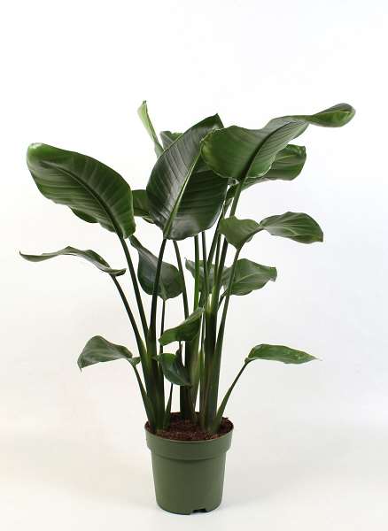 Picture of STRELITZIA NICOLAI