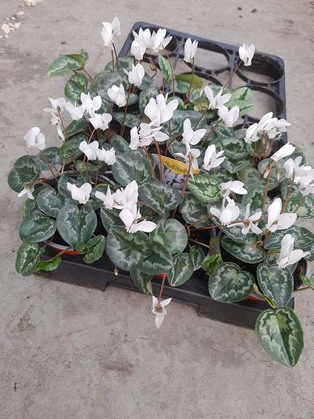 Picture of CYCLAMEN HED. AMAZEME WHITE