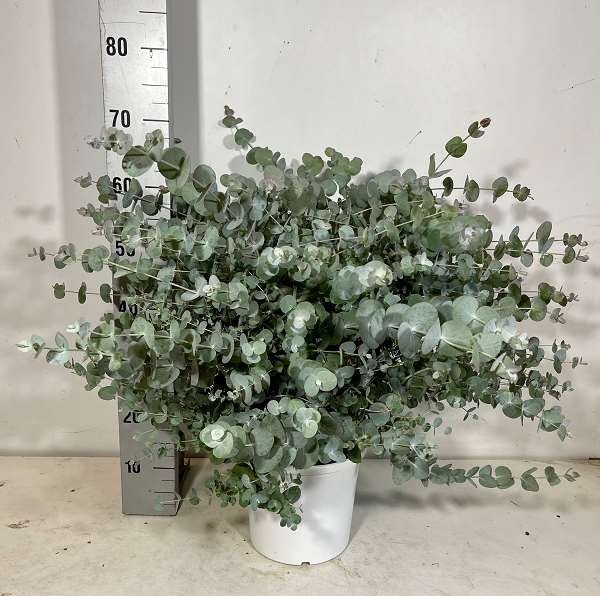 Picture of EUCALYPTUS CINEREA SILVER DOLLAR TOUFFE 22CM