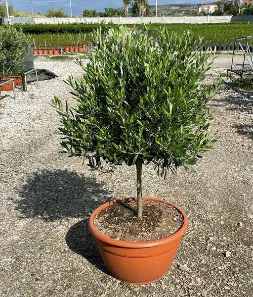 Picture of OLEA EUROPAEA COUPE 45CM