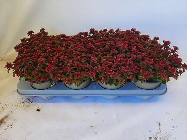 Picture of SEDUM DEEP ROSE