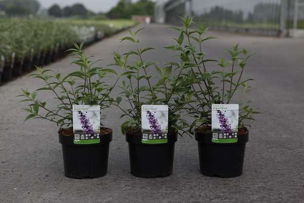 Picture of BUDDLEJA ARGUS® VELVET