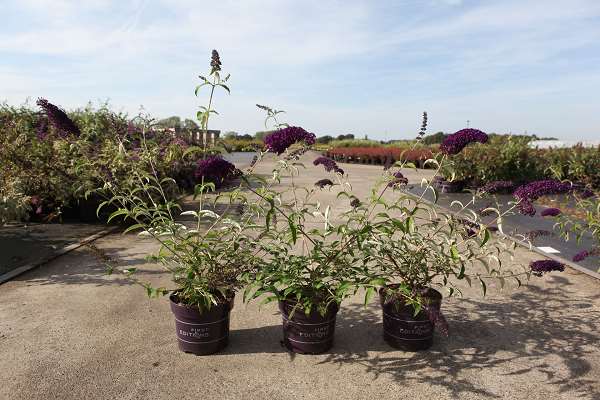 Picture of BUDDLEJA DAVIDII GROOVY GRAPE