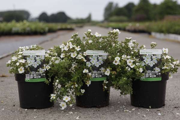Picture of POTENTILLA FRUTICOSA BELLA BIANCA