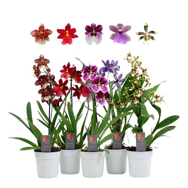 Picture of ORCHIDEE 01-STEM MIX