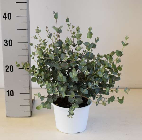 Picture of EUCALYPTUS CINEREA SILVER DOLLAR TOUFFE 14CM