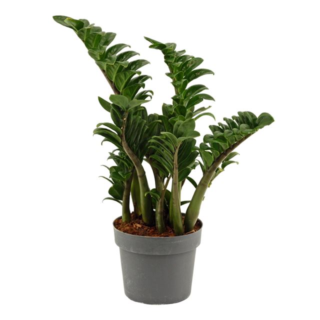 Picture of Zamioculcas zenzi