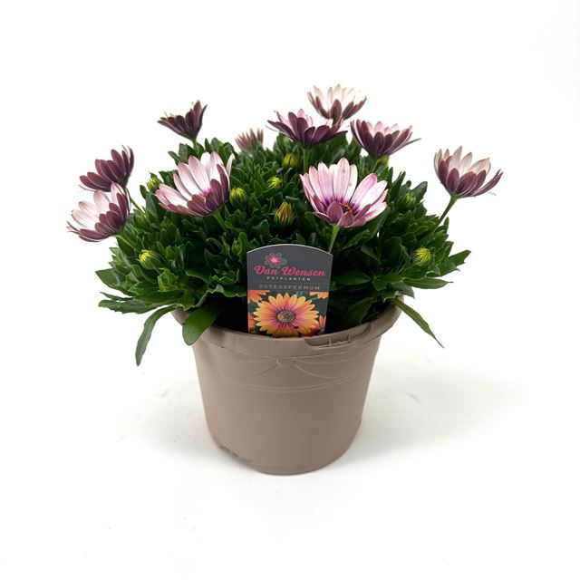 Picture of Osteospermum senorita quinty